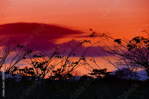 tree and branch silhouette  at sunset in sky beautiful landscape image  on nature   with copy space for add text.