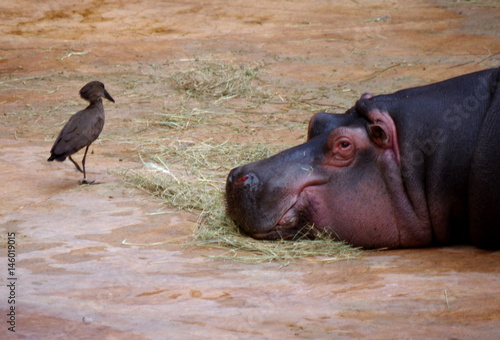 Ptak czający się na hipopotama 