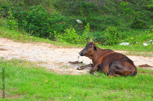 brown cow relax on a green meadow in the countryside