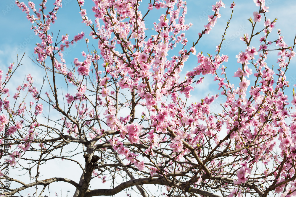 Cherry tree branch bud blossom background as beautiful spring flower blooming season concept Cherry tree branch bud blossom background as beautiful spring flower blooming season concept