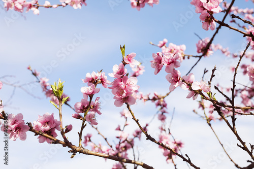 Cherry tree branch bud blossom background as beautiful spring flower blooming season concept