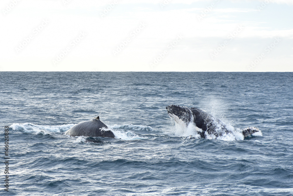 Obraz premium Humpback whales in wildlife