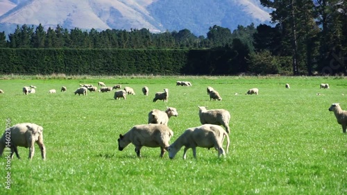 sheep at NZ photo