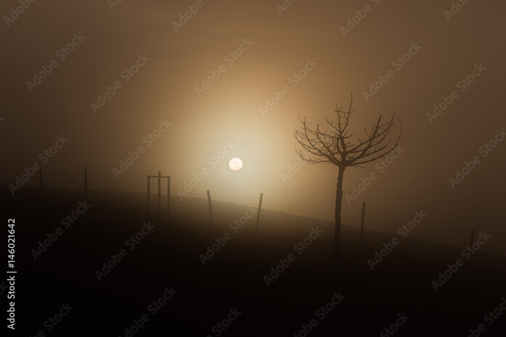 Morning sun filtered through fog, with a little tree and fence silhouettes