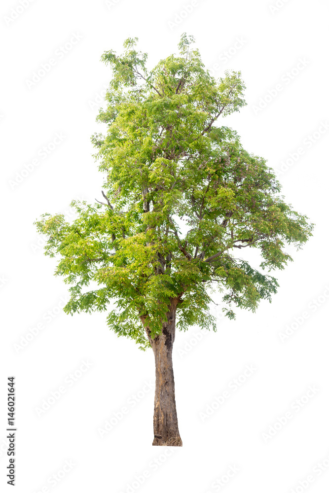 tree isolated,tree on white background,collections tree isolation. tree isolated,tree on white background,collections tree isolation.