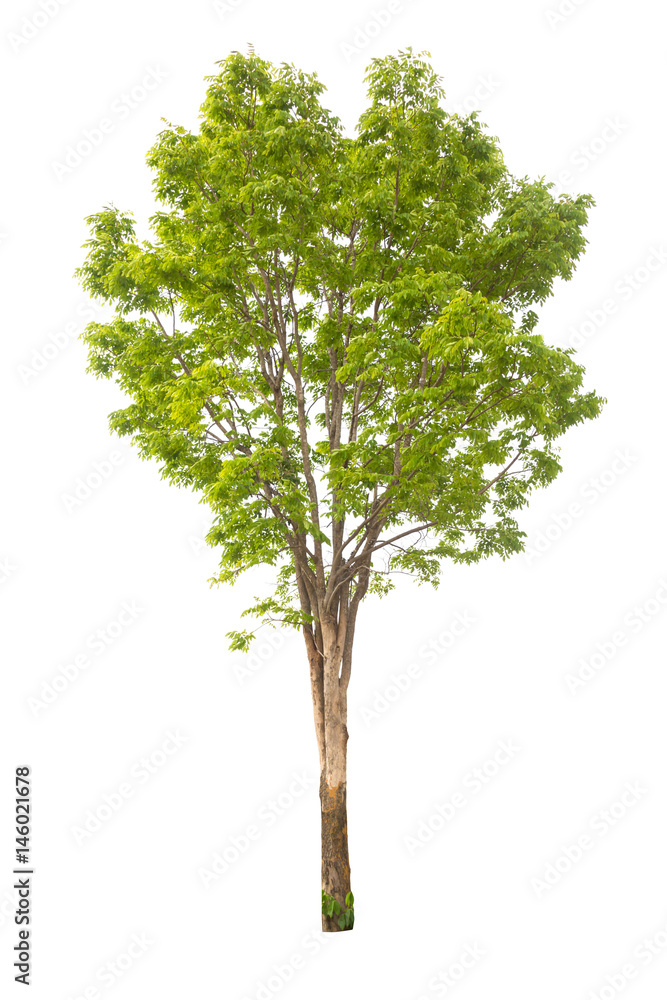 Fototapeta premium tree isolated,tree on white background,collections tree isolation.