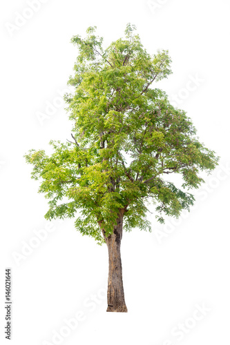 tree isolated tree on white background collections tree isolation.