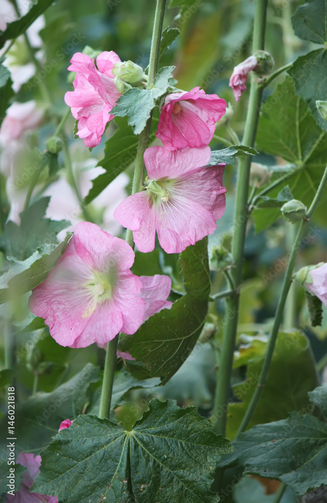 Pink mallow plants