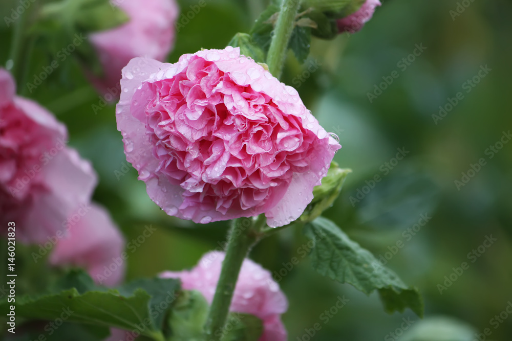 Pink mallow plants Pink mallow plants