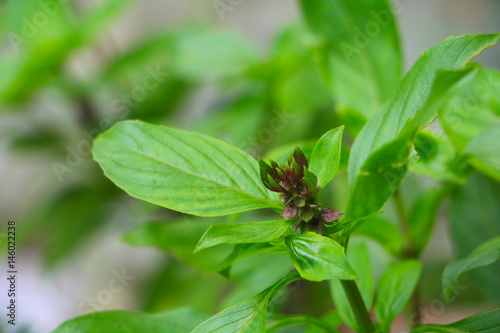 fresh basil leaves herb green on garden select focus with shallow depth of field.