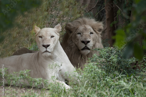 The white lion is occasionally in South Africa and is a rare color mutation of the Kruger subspecies of lion  Panthera leo krugeri .