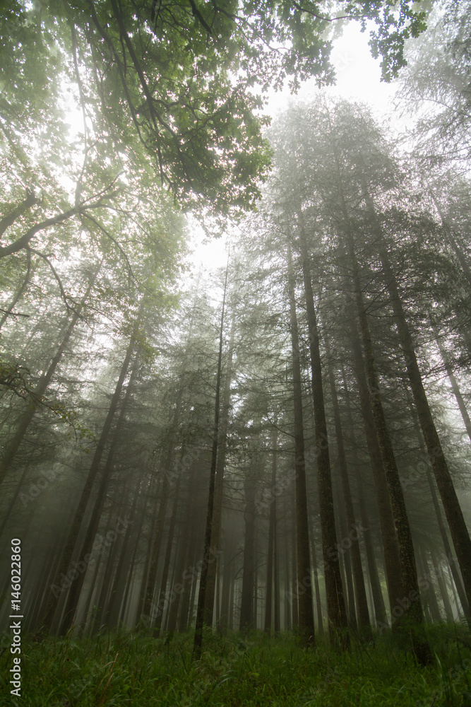 Obraz premium sun shining on hogsback forest