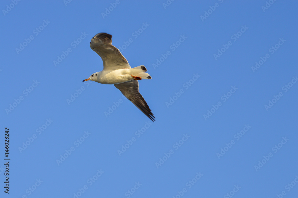 Obraz premium The gull fly in the sky above the sea.