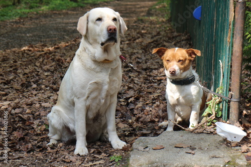 Waiting labrador retriever and crossbreed dog