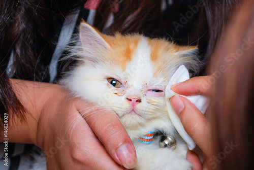 Young Persian cat is getting its eye wiped