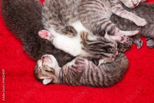 New Born Persian American Shorthair Kitten