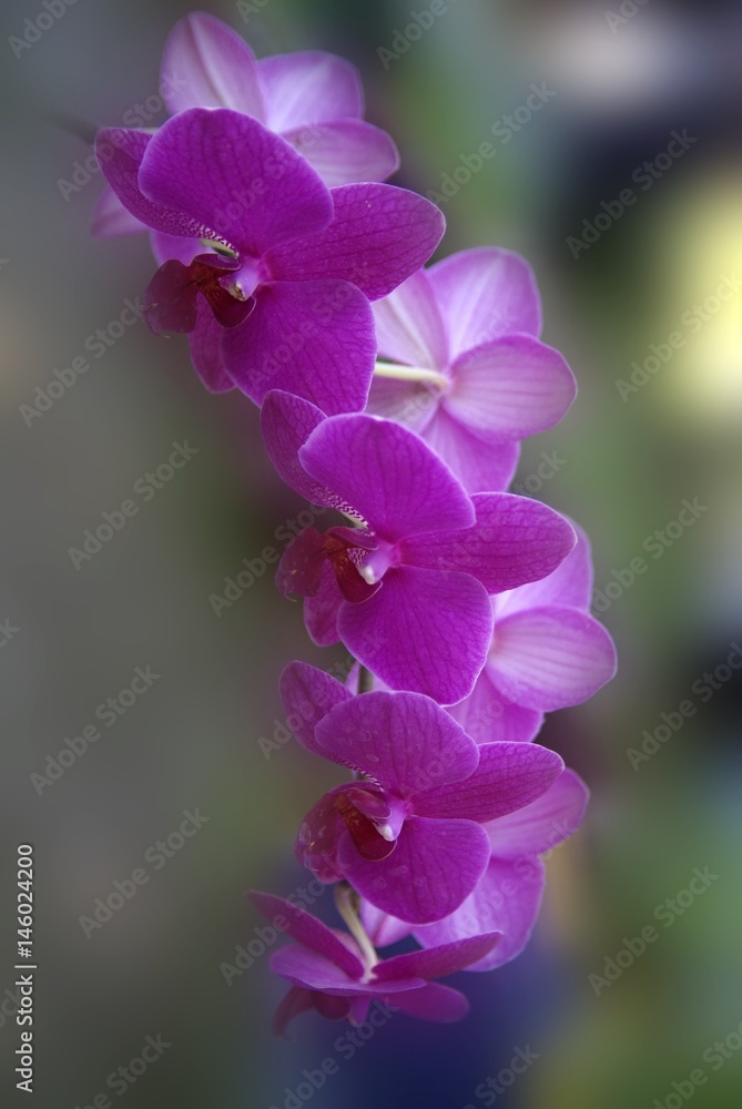 purple orchid, very beautifoul purple orchid, very beautifoul