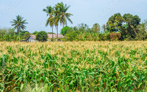 Agricultural field of mature maize nearby house. It is in Thailand, Southeast Asia.