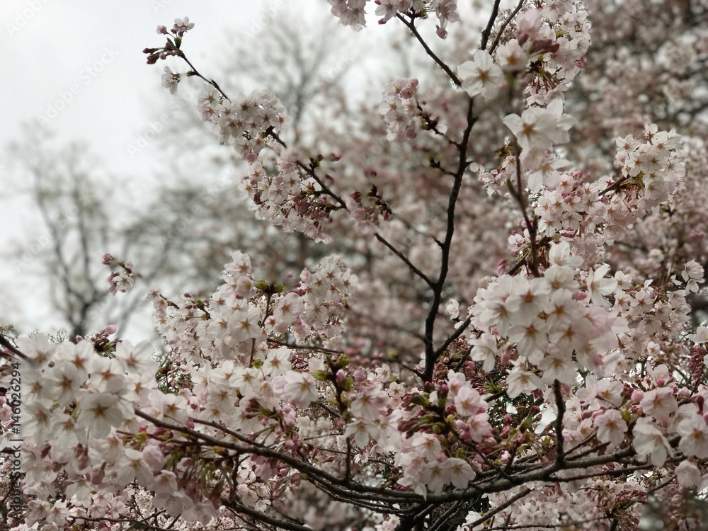 sakura sakura