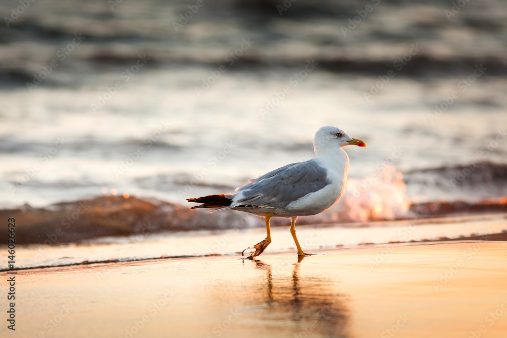 Seagull on the beach Seagull on the beach