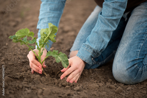 Spring planting in the field female agronomist hands