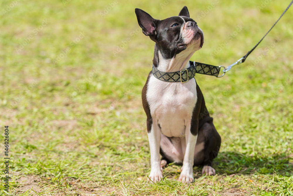 French Bulldog in the green park French Bulldog in the green park