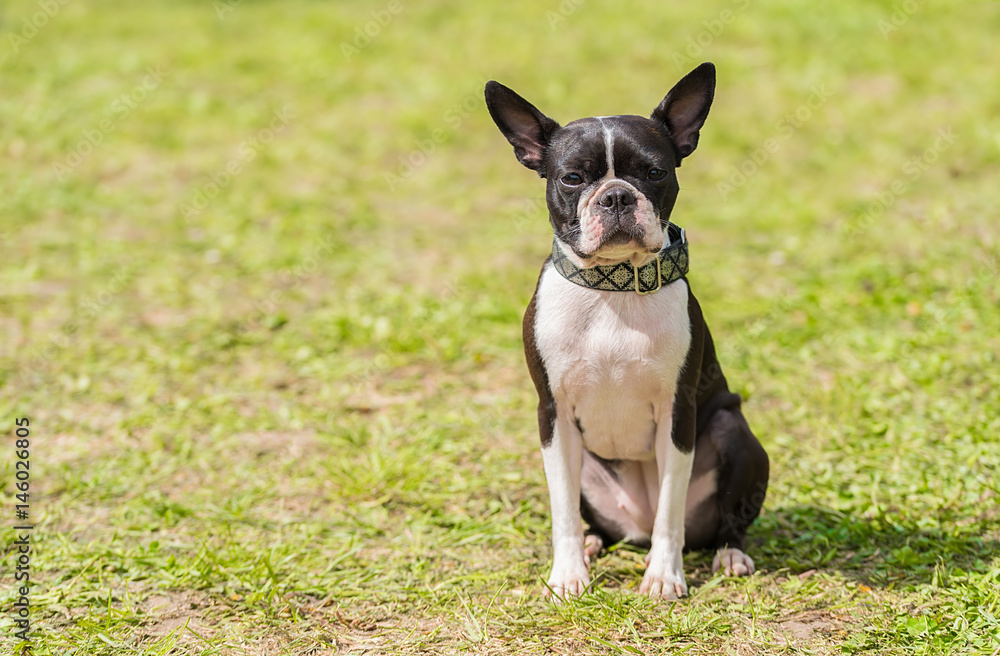 French Bulldog in the green park