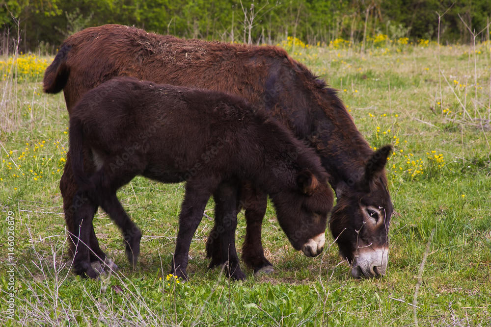 Asinello con la mamma al pascolo Asinello con la mamma al pascolo