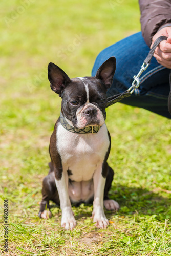 Fototapeta Naklejka Na Ścianę i Meble -  French Bulldog in the green park