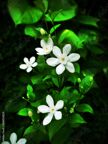 white flowers on green background