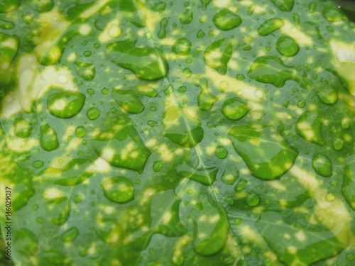 foglie con gocce di acqua dopo la pioggia