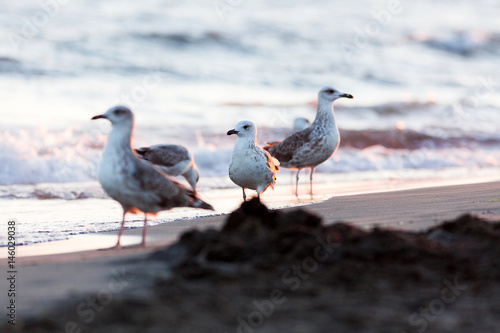 Birds on the Beach
