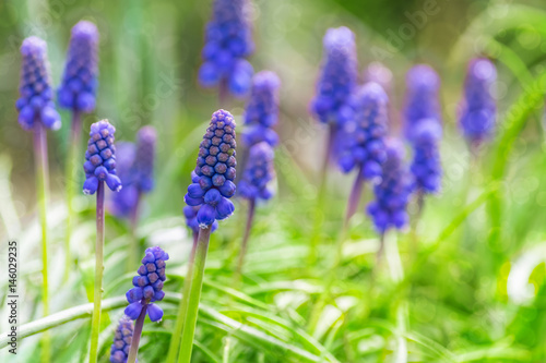 blurred background of blue wildflowers with bokeh effect