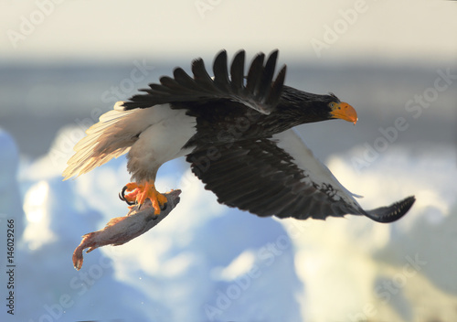 Steller´s Sea Eagle fishing in Hokkaido