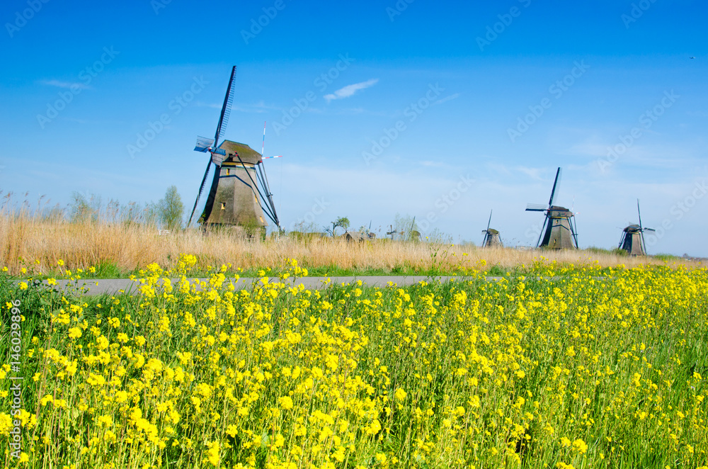 Magic bright color landscape with windmill in flowers of rapeseed in Kinderdijk, Netherlands, Europe.