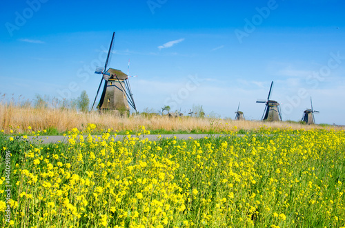Obraz na płótnie Magic bright color landscape with windmill in flowers of rapeseed in Kinderdijk, Netherlands, Europe. w salonie