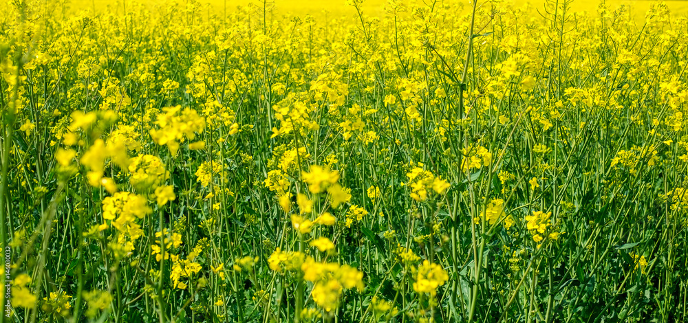 Obraz premium Rape field, closeup view