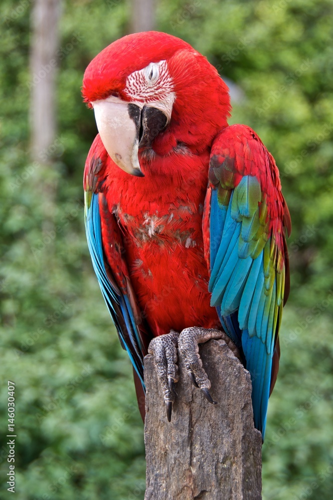 Red-and-green macaw (Ara chloropterus) on a pole (front view)