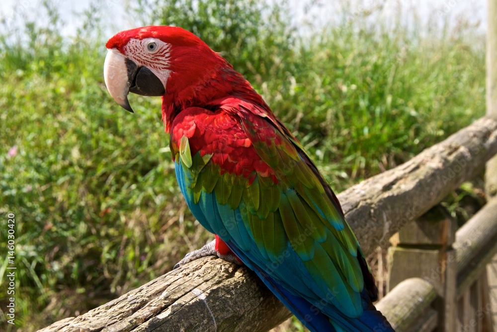 Red-and-green macaw (Ara chloropterus), side view Red-and-green macaw (Ara chloropterus), side view