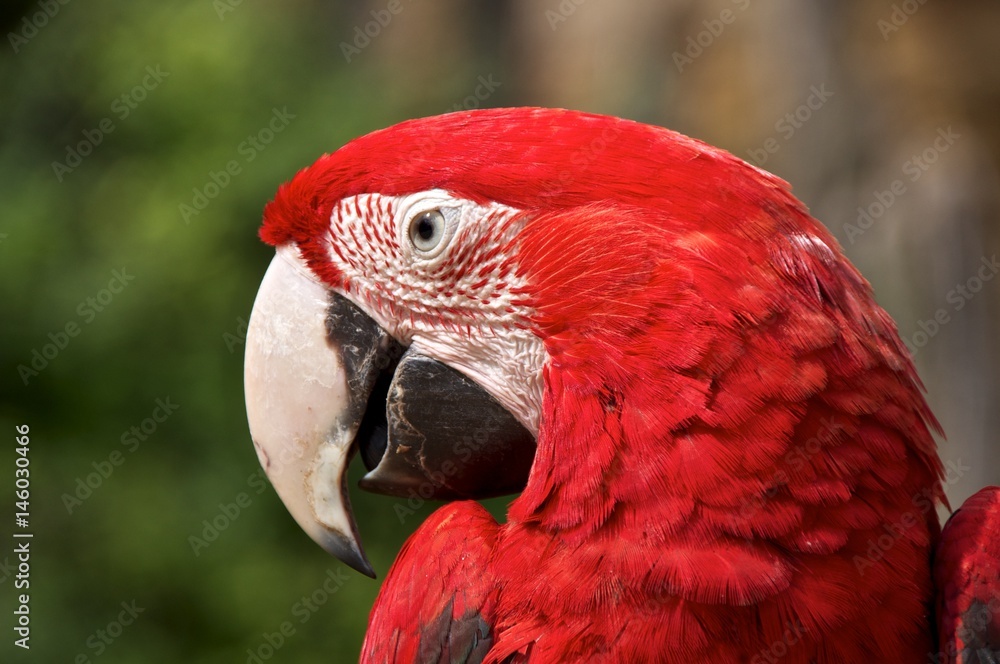 Animal portrait of a red-and-green macaw (Ara chloropterus), eyes wide open Animal portrait of a red-and-green macaw (Ara chloropterus), eyes wide open