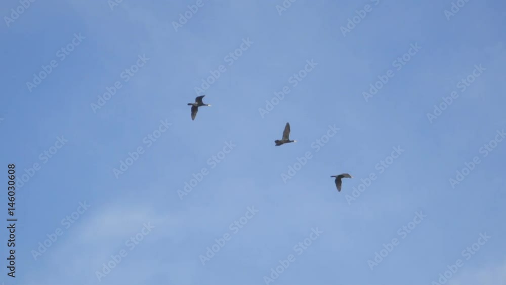 Flock of Birds Geese flying in formation, Blue sky background. Migrating Greater birds flying in Formation Flock of Birds Geese flying in formation, Blue sky background. Migrating Greater birds flying in Formation
