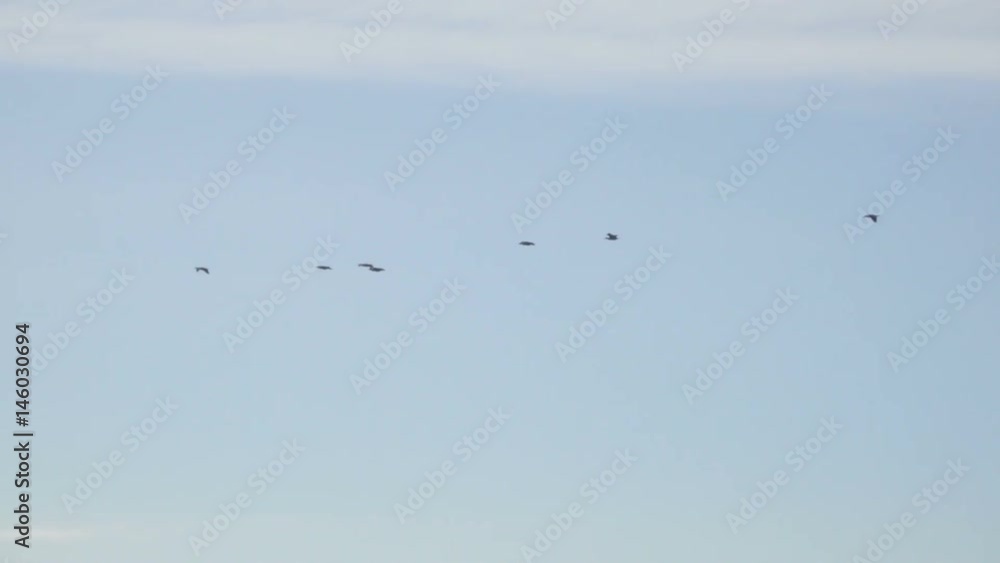 Flock of Birds Geese flying in formation, Blue sky background. Migrating Greater birds flying in Formation Flock of Birds Geese flying in formation, Blue sky background. Migrating Greater birds flying in Formation