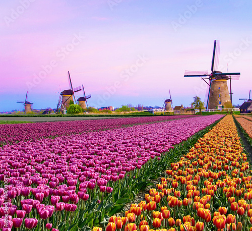 Magical fairy fascinating landscape with windmills middle tulip field in Kinderdijk, Netherlands, Europe at dawn. (Meditation, anti-stress, Harmony - concept)