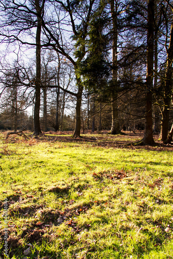 Low sun through trees in the woods Low sun through trees in the woods