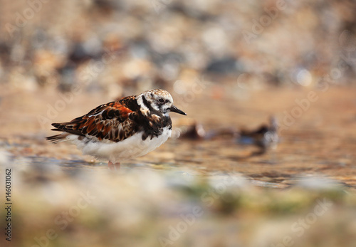 Turnstone on the beach in Helgoland