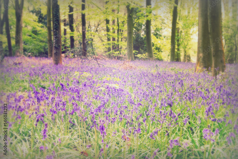 Bluebells growing on an english woodland floor Bluebells growing on an english woodland floor