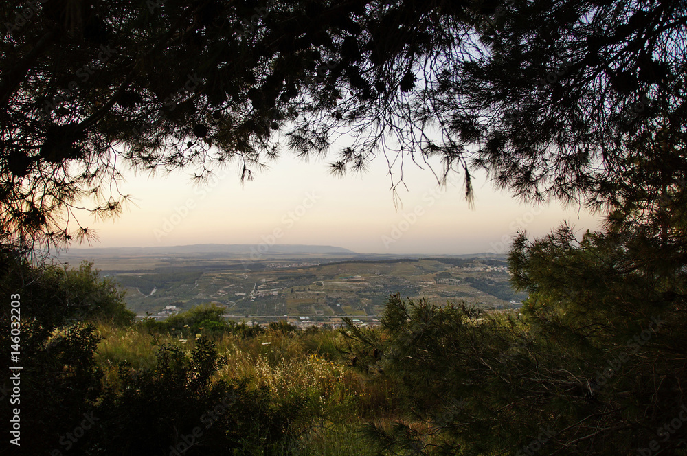 View of the valley from under the crown of cedar, Israel 