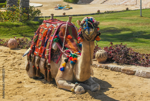 Camel with saddle is seating on the beach, Egypt