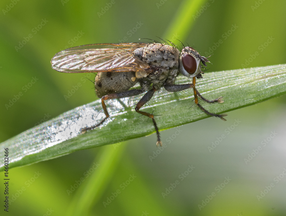 Small wild fly on the grass.Coenesia sp Small wild fly on the grass.Coenesia sp