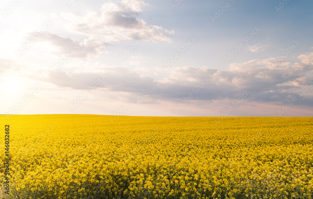 Fototapeta premium Yellow oilseed rape field under the blue bright sky